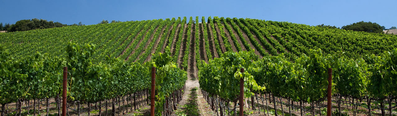 Hilly Central Coast Vineyard source for Capiaux Cellars Pinot Noir