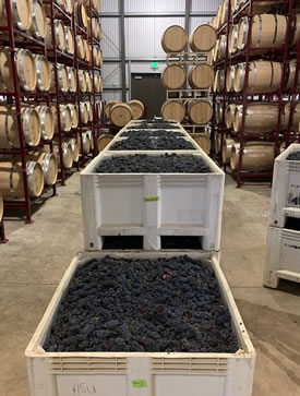 Grapes fermenting in bins at Capiaux Cellars