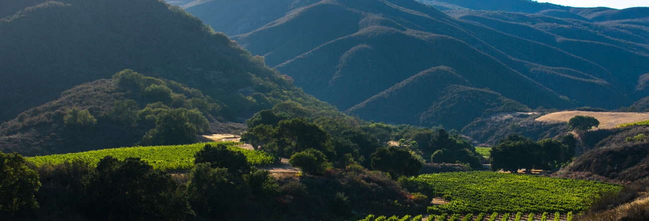 Shot of Pisoni Vineyard, a primary source of Capiaux Cellars pinot noir